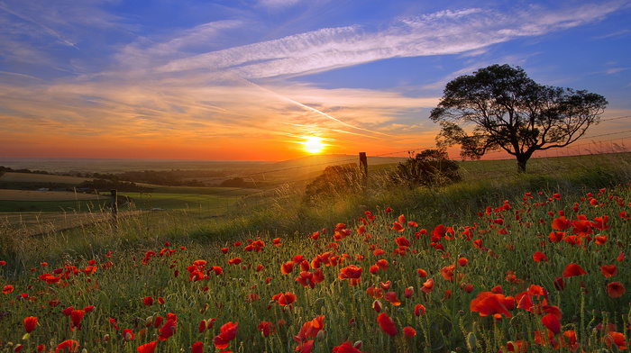 Sun, sky, nature, tree