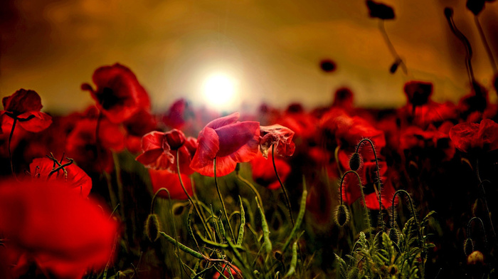 poppies, field, sunset, dawn, flowers