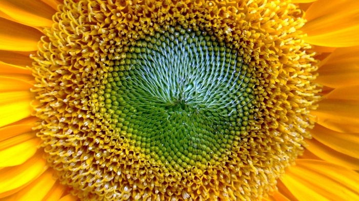 macro, flowers