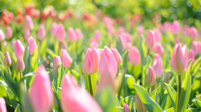 flowers, tulips, light, spring, highlights