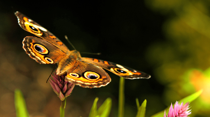 wings, nature, butterfly, brown