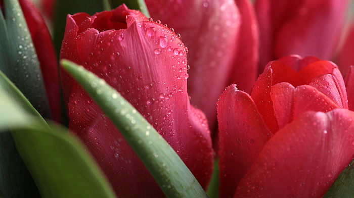 flowers, water, macro