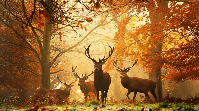 deer, forest, animals