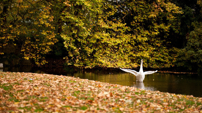 wings, lake, white, animals