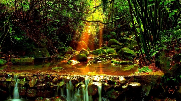 creek, forest, nature, rays