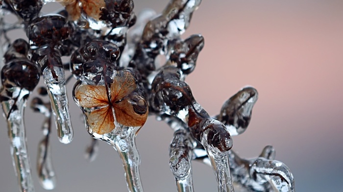 macro, ice, branch, winter