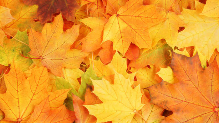 autumn, leaves, macro