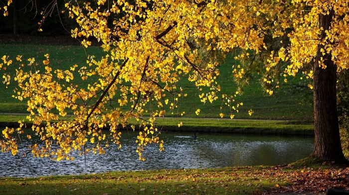 autumn, park, nature