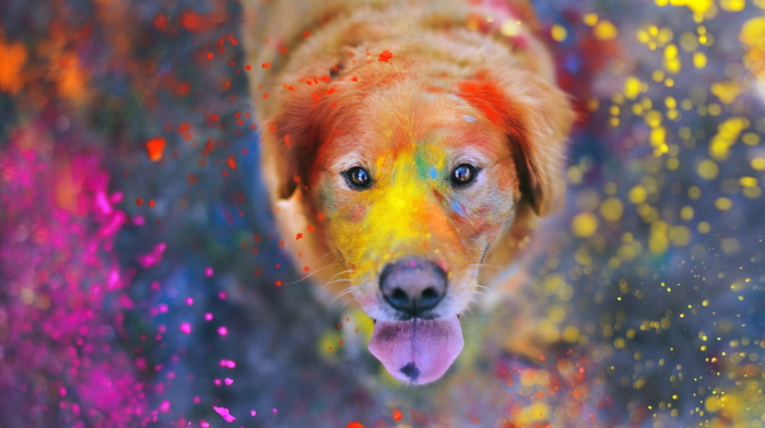 dog, animals, paints