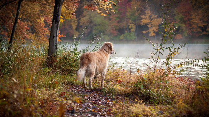 animals, autumn, dog