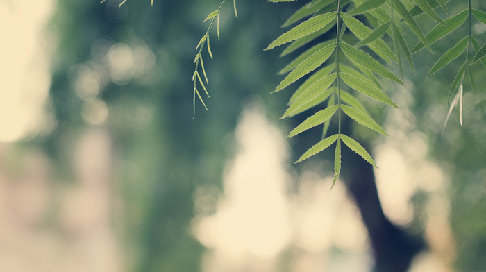 leaves, branch, macro