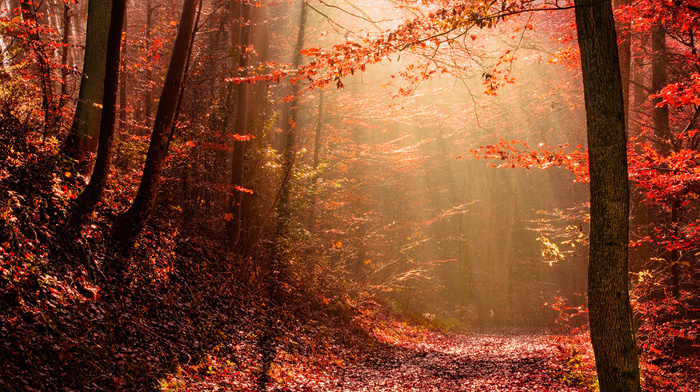 light, nature, autumn, forest