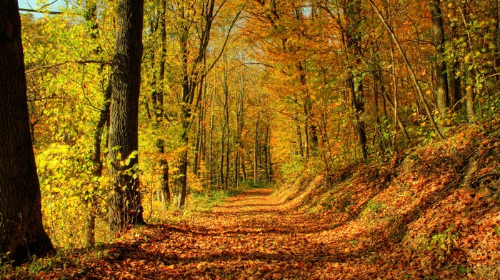 sun rays, road, autumn, foliage, forest