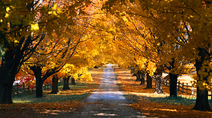 beauty, trees, autumn