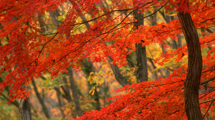 beautiful, tree, autumn