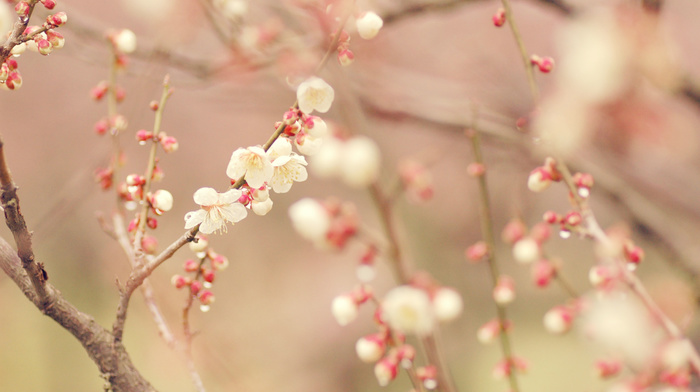 bloom, tree, spring, macro