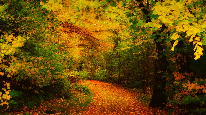 leaves, autumn, runway, trees