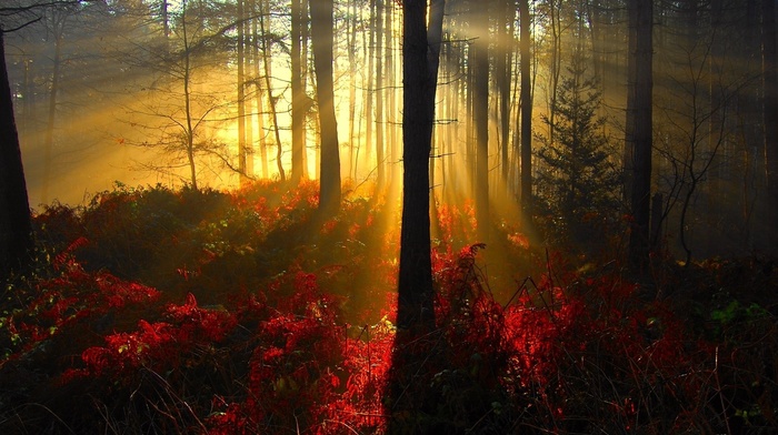 trees, light, autumn, forest