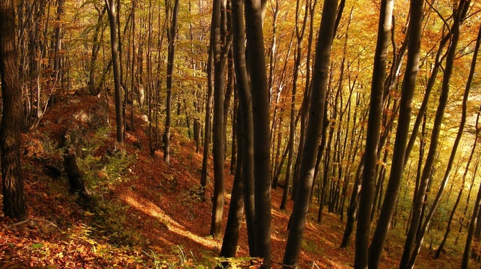 trees, autumn