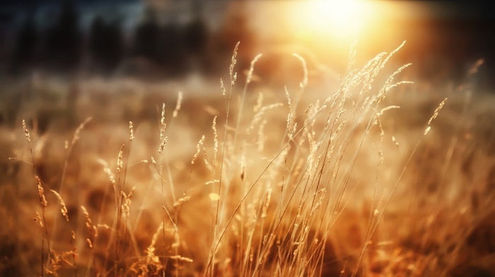 joy, Sun, forest, grass, morning, macro, wheat