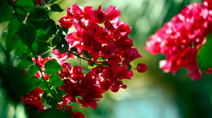 flowers, stunner
