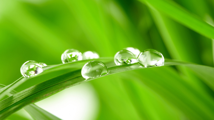 grass, drops, water, dew, green, macro