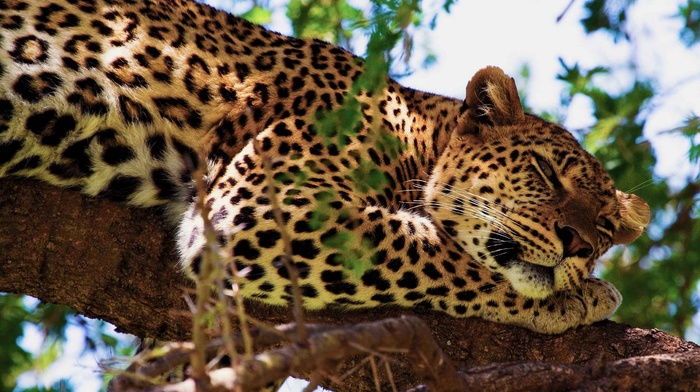 leopard, tree, animals, rest