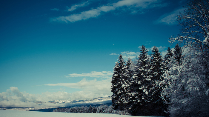 forest, clouds, winter, snow