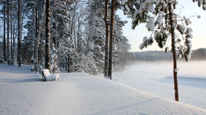 winter, snow, forest