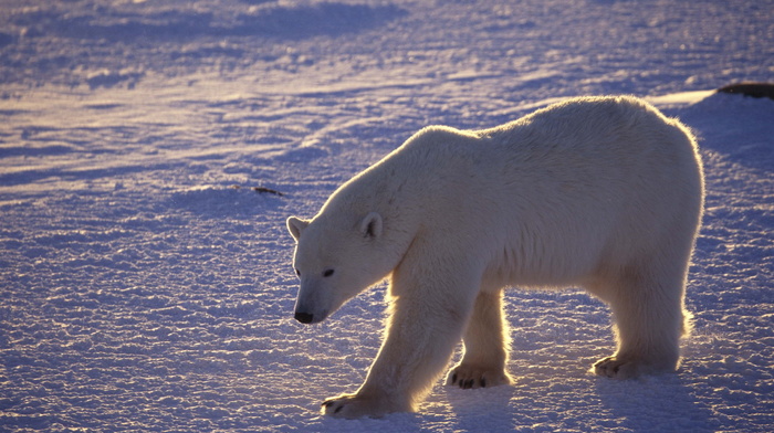 animals, bear, white