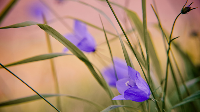 flowers, bells, macro, motion blur, tenderness