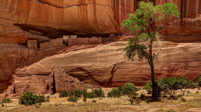 tree, canyon, rocks, nature, USA