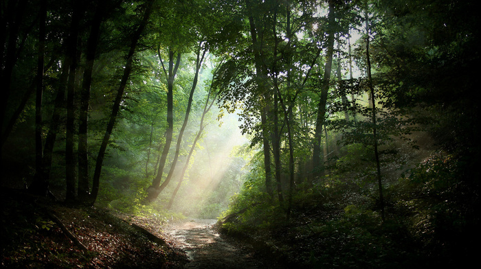 nature, forest, light, road