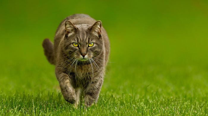 grass, cat, animals, green, background