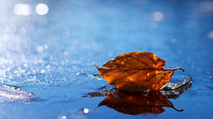 macro, yellow, autumn, leaf, water