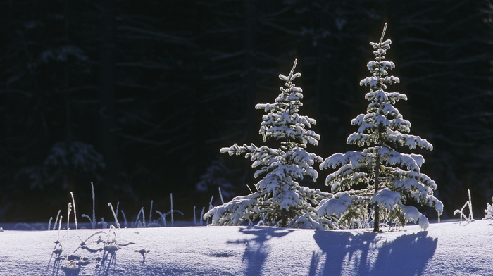 Christmas tree, winter, snow
