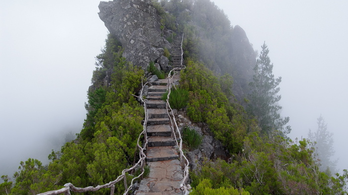 mist, stairs, nature