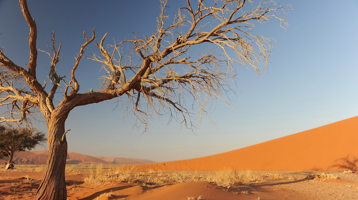 sand, nature, tree