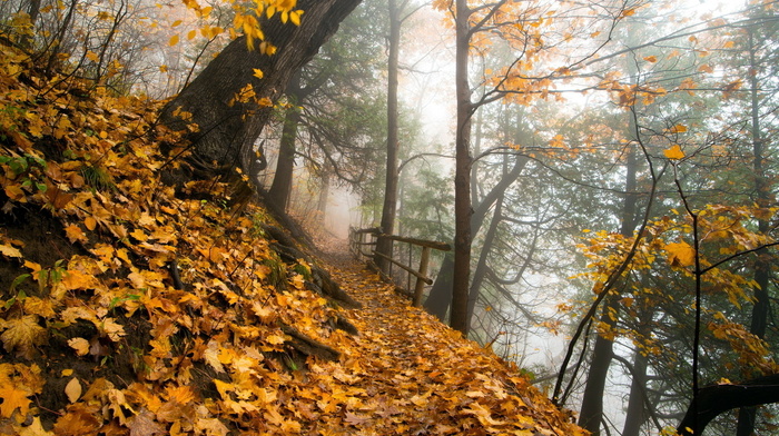 nature, park, autumn