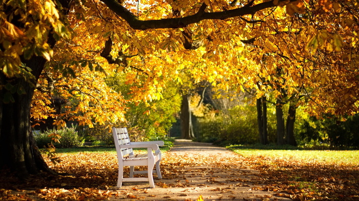 autumn, park