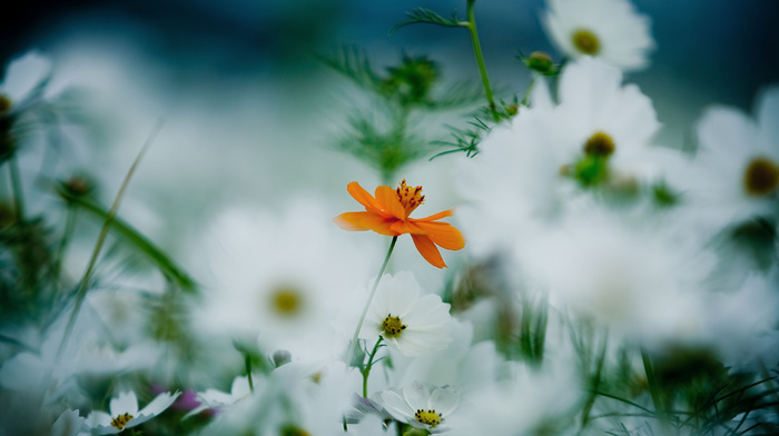 petals, white, flowers, orange