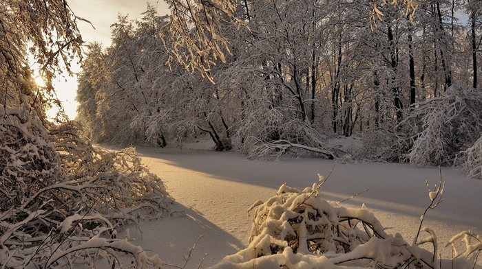 trees, winter, forest, snow