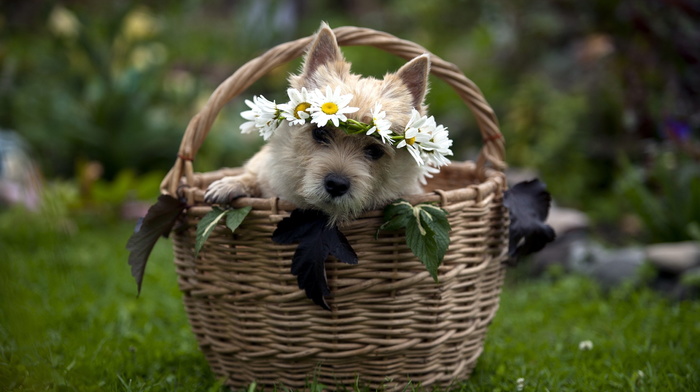 gift, basket, animals, dog