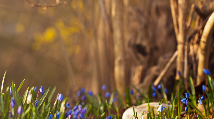 forest, flowers, spring