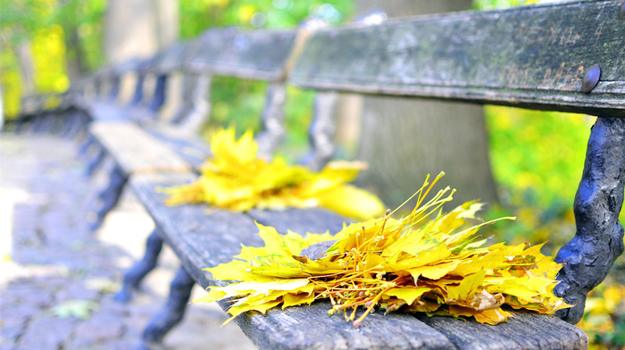bench, park, autumn, leaves