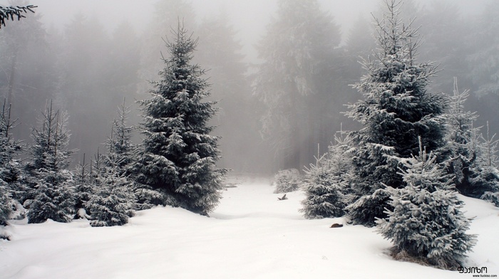 winter, forest, mist, snow, fir-tree, morning, sky