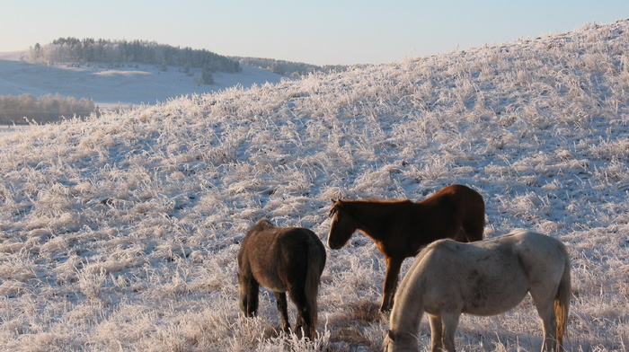 frost, winter, horse, animals