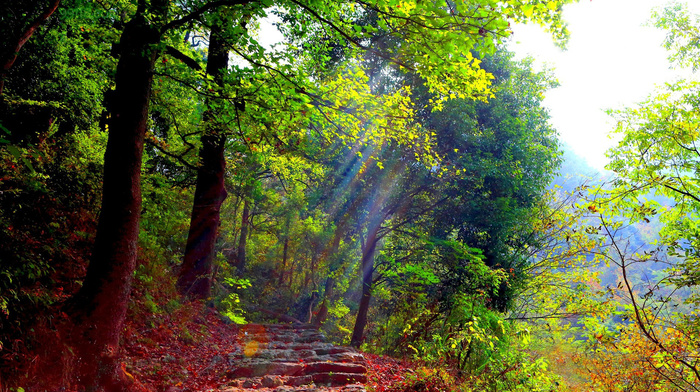 autumn, light, forest, rays, greenery