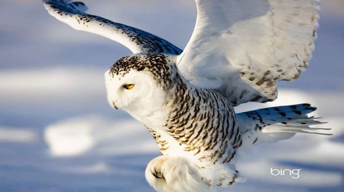 animals, owl, fly