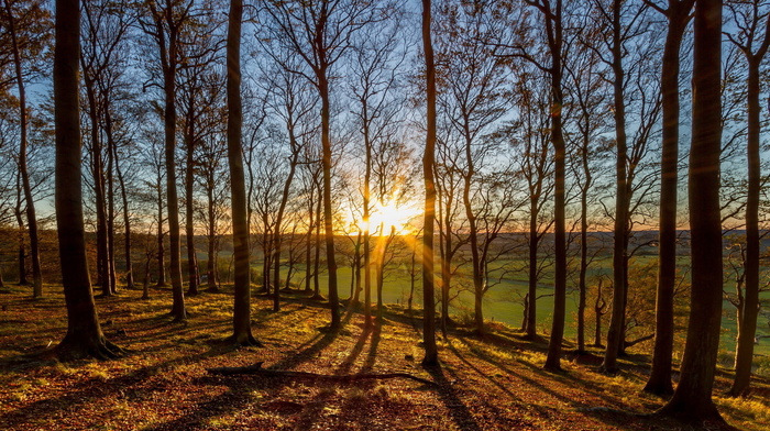 forest, autumn, nature